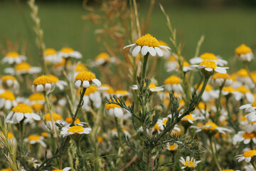Grupo de flores de manzanilla en el campo de primavera, Alcoy, Espa&ntilde;a