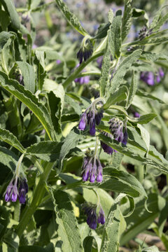 Symphytum uplandicum	