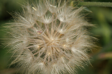 Fototapeta premium Semilla en flor de diente de león Taraxacum officinale, Alcoy, España