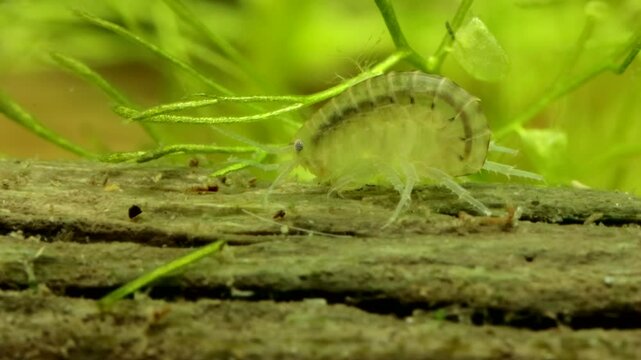 Scud (Hyalella sp.) underwater, sitting on dead wood while feeding on algae, extreme macro close-up. 
