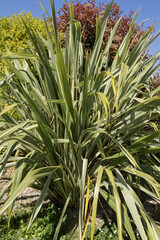 Phormium tenax