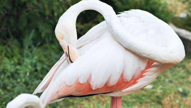 Greater flamingo preening its pink and white feathers in a zoo