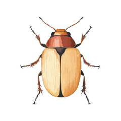 Detailed beetle illustration with segmented legs and textured carapace
