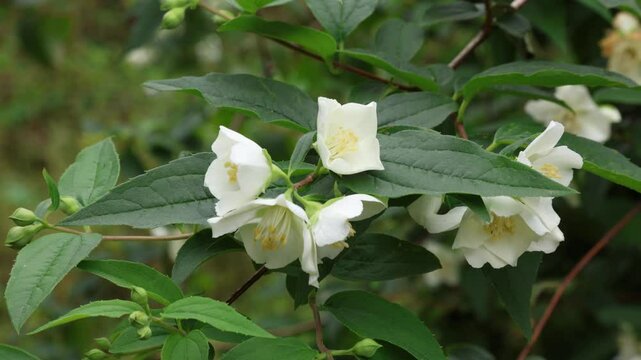 Philadelphus coronarius , also known as sweet mock orange, English dogwood, is a species of flowering plant in the family Hydrangeaceae