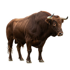Brown Aberdeen Bull Standing isolated on transparent background, Spanish Bull PNG 