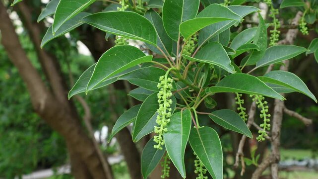Phytolacca dioica, commonly known as omb&uacute;, umbu or pokeweeds 