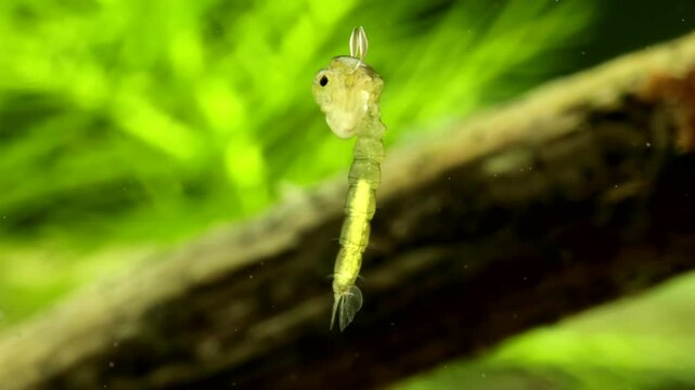 Phantom midge pupa (Chaoborus sp.) underwater, series 008, suspended in the water while completing development, extreme macro close-up. 