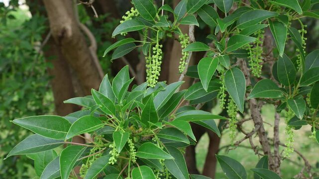 Phytolacca dioica, commonly known as omb&uacute;, umbu or pokeweeds 