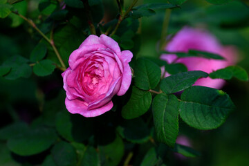 Fresh pink tea rose flowers. Ornamental floriculture. Close-up.