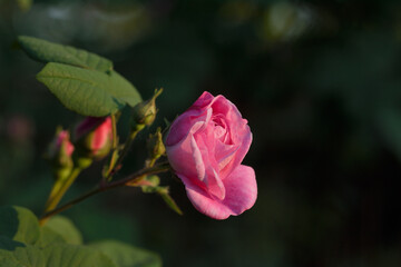 Fresh pink tea rose flowers. Ornamental floriculture. Close-up.