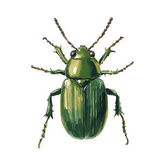 Detailed Green Beetle Illustration with Segmented Antennae and Textured Elytra
