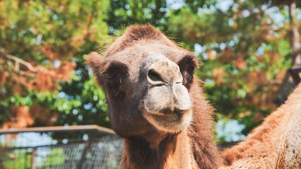 Obraz premium Bactrian camel posing in a zoo during a sunny summer day