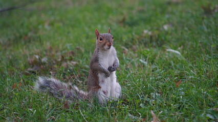 Squirrel in the park 