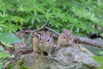 Mother Eastern Chipmunk with her young kit in rock garden. 