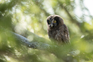 Young Boreal owl (Aegolius funereus) in forest