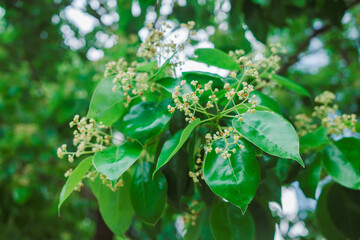 Camphor