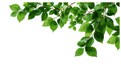 Green leaf isolated, tree leaf frame, branch leaves, vector illustration, fresh nature concept, botanical leaf pattern, landscape decoration, eco leaf icon, natural growth symbol.