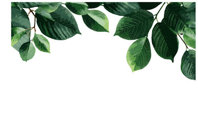 Isolated green leaf, branch leaves, tree leaf frame, vector illustration, nature background, organic leaf shape, environmental icon, spring season foliage, plant silhouette. © aura studio