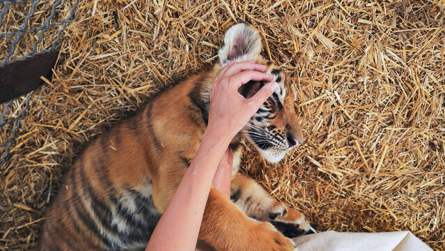 Veterinarian checking playful tiger cub resting on straw within safari park enclosure - Powered by Adobe