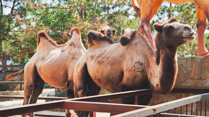 Bactrian camels standing in zoo enclosure during summer day