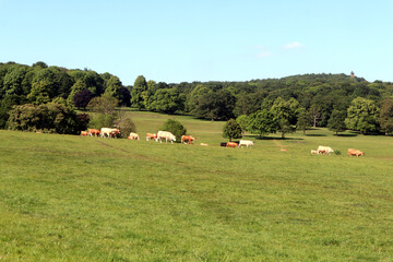 Cows II