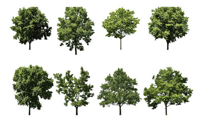 Fototapeta premium Green trees isolated vector illustration, cutout nature elements for design, forest plants, botanical collection, eco environment, natural greenery, landscape artwork.