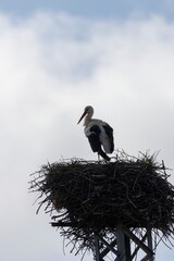Vertical backlit close-up of a White Stork (Ciconia ciconia) on nest atop metal tower, with blurred blue sky and soft white clouds. Arrocampo, Spain.