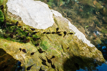 Tadpole