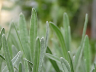 Closeup of lavender leaves. Lavender leaves in the field.