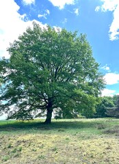 pr&auml;chtiger Baum . Eiche, solit&auml;r