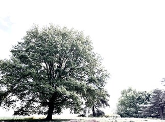 prächtiger Baum . Eiche, solitär