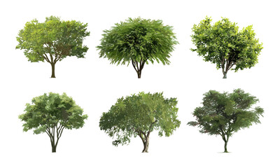 Fototapeta premium Isolated green tree collection on white background, vector illustration, tropical leaves design, botanical art, natural foliage, garden plants, eco landscape, outdoor vegetation elements.