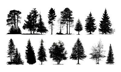 Evergreen coniferous forest silhouette, pine, fir, cedar, Scotch fir trees isolated, separate, vector illustration, woodland landscape, nature background, outdoor scenery, forest ecosystem.