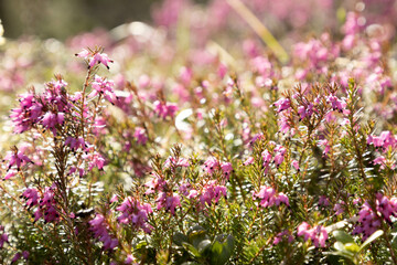 Obraz premium Schneeheide, auch Winterheide oder Frühlingsheidekraut genannt, Erica carnea