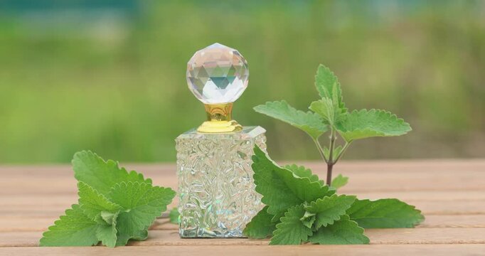 catmint essential oil in  beautiful bottle on table