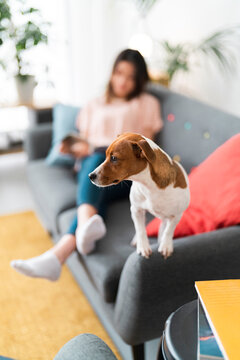 A woman is relaxing on the couch, focused on her activity. Her small dog stands beside her, looking intently at something off-camera, perhaps a noise or movement has piqued its curiosity.