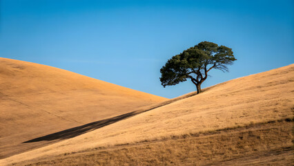 Lone Tree Silhouette on a Sandy Hill at Sunset