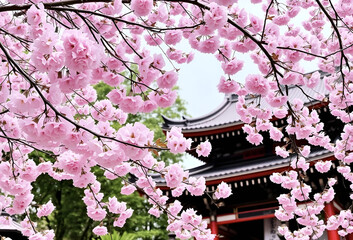 Pink and white Japanese cherry blossoms bloom beautifully on a tree branch in a spring garden, Generative AI