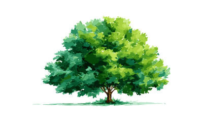 Obraz premium Vector illustration of green tree, watercolor painting isolated on white background, flora artwork, fresh greenery, outdoor environment, garden plant, eco design, natural growth.