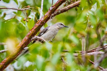 Northern Mockingbird