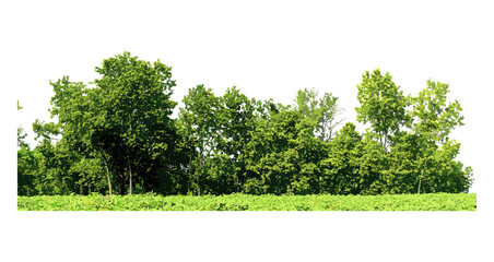 Green summer foliage, forest trees, vector illustration, alpha channel, cut path, nature scenery, environmental landscape, seasonal vegetation, outdoor habitat, fresh greenery, natural ecosystem. © aura studio