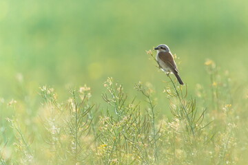 Lanius collurio aka Red-backed Shrike female perched in the field. Czech republic nature.