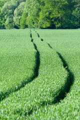 Tractor trace in green field in nature. Motivation quotation concept photo.
