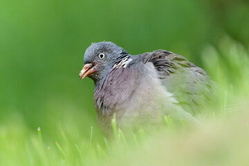 Columba palumbus aka Common Wood Pigeon. Close-up portrait. Bird probably attacked by Trichomonosis. Bird feeder disease. Deformed beak.