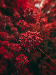 Intensywnie czerwony kwiat w pełnym rozkwicie, z długimi, delikatnymi pręcikami. Makrofotografia podkreśla szczegóły i piękno naturalnej formy.