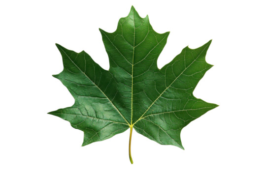 Blue leaf design featuring transparency and intricate details suitable for digital art and nature-themed projects, ideal for backgrounds and graphics