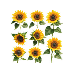 Obraz premium Nine Vibrant Sunflowers on Transparent Background - Floral Arrangement