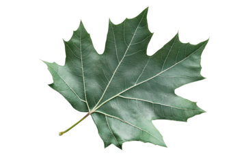 Blue leaf design featuring transparency and intricate details suitable for digital art and nature-themed projects, ideal for backgrounds and graphics