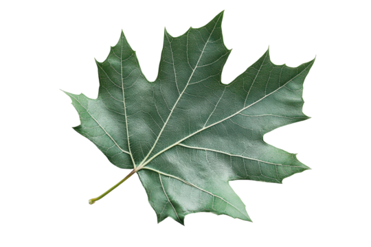 Blue leaf design featuring transparency and intricate details suitable for digital art and nature-themed projects, ideal for backgrounds and graphics