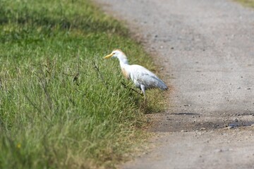 Close-up of a Cattle Egret (Bubulcus ibis) walking from a sandy path into green-yellow grass. Horizontal shot at Arrocampo Bird Park, Extremadura, Spain.